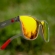 Óculos de Sol Yopp Polarizado Uv400 Ironman Brasil IMH01